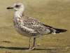 Larus armenicus